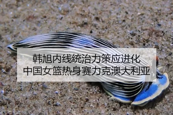 韩旭内线统治力策应进化 中国女篮热身赛力克澳大利亚